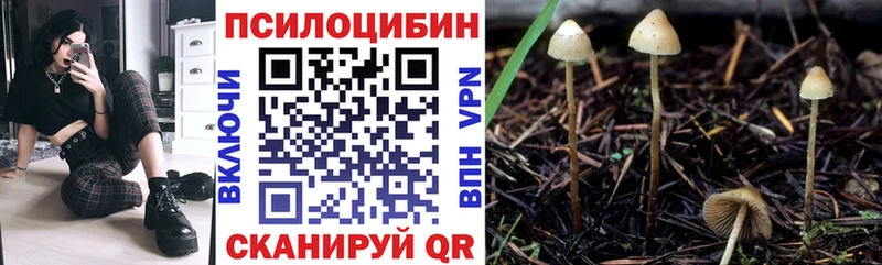 Псилоцибиновые грибы Psilocybe Пудож